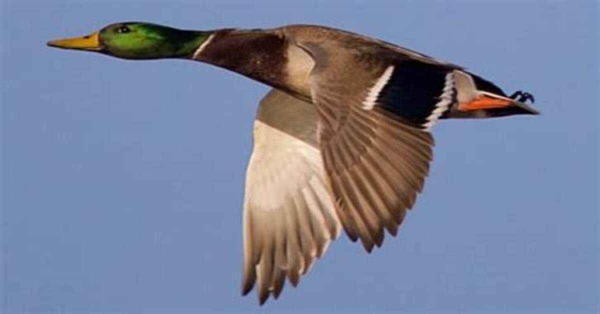 Are Ducks Can Fly?