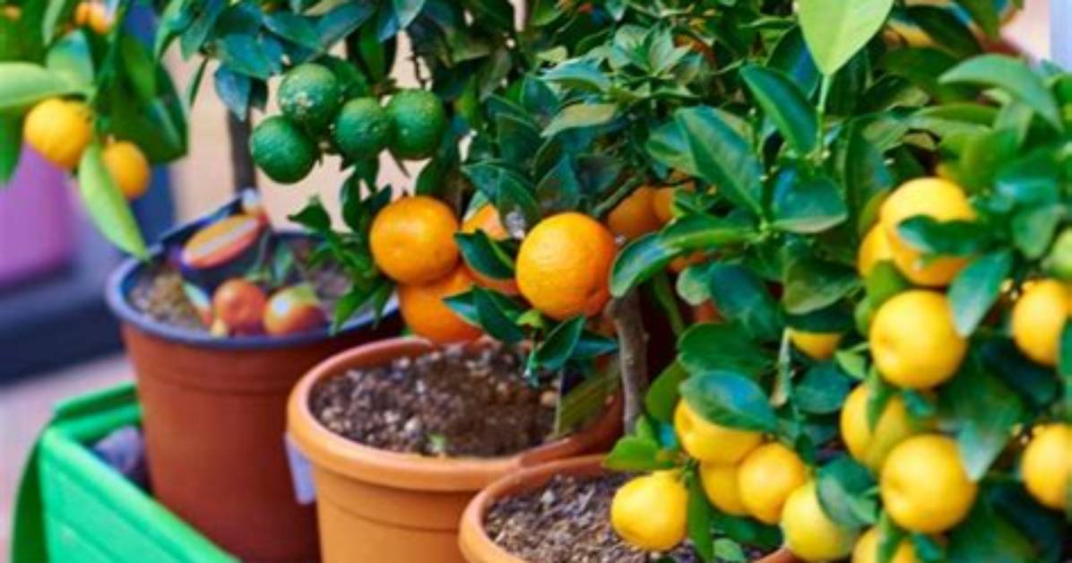 Are Dwarf Fruit Trees Gmo