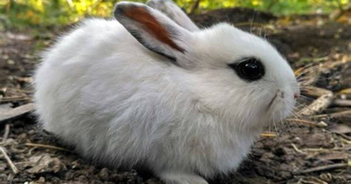 Are Dwarf Hotot Rabbits Friendly