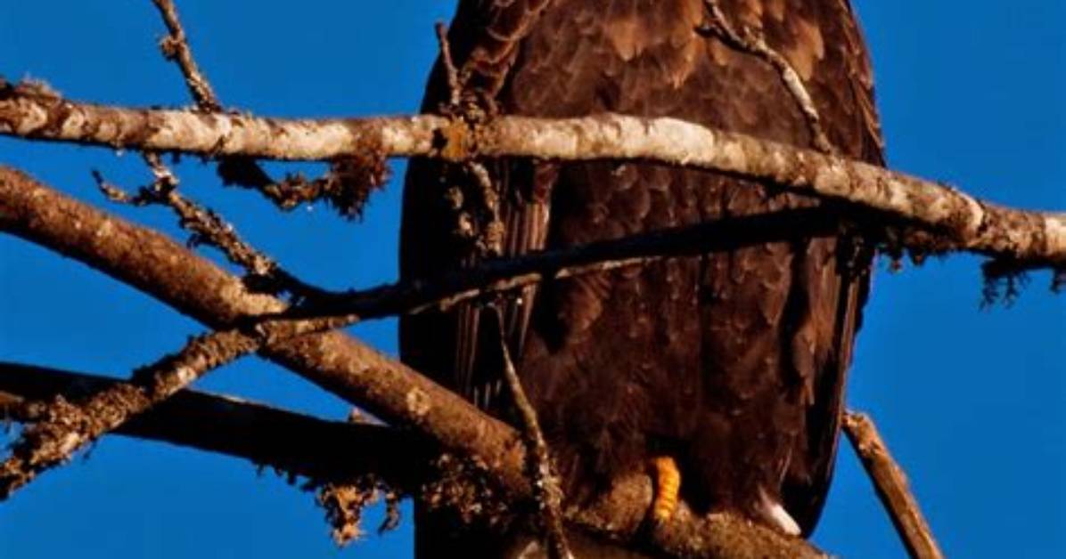Are Eagles Native to Italy