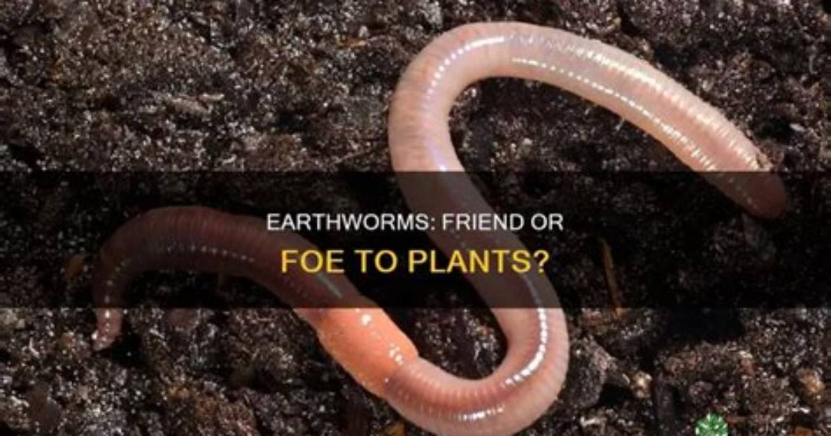 Are Earthworms Harmful