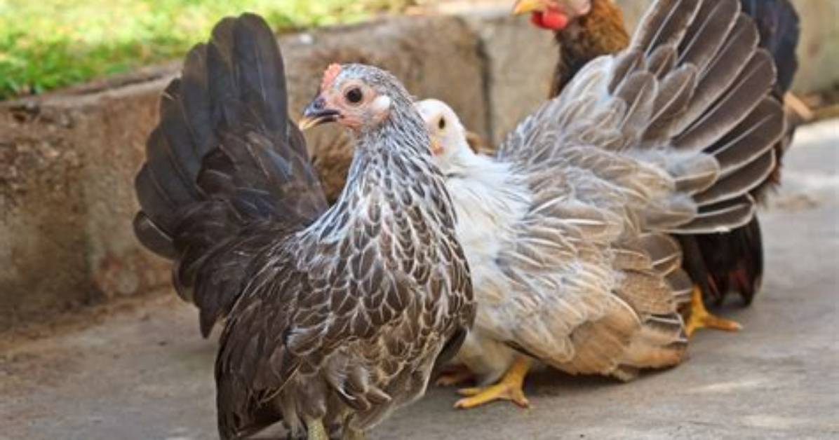Are Easter Eggers Bantams?