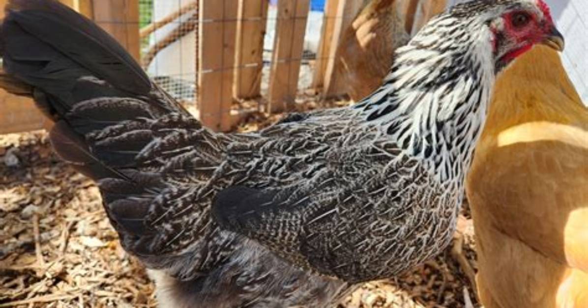 Are Easter Eggers Loud?
