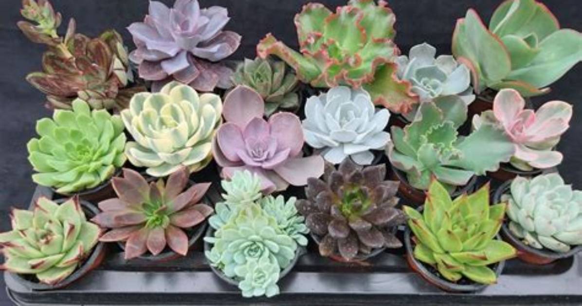 Are Echeveria Cacti