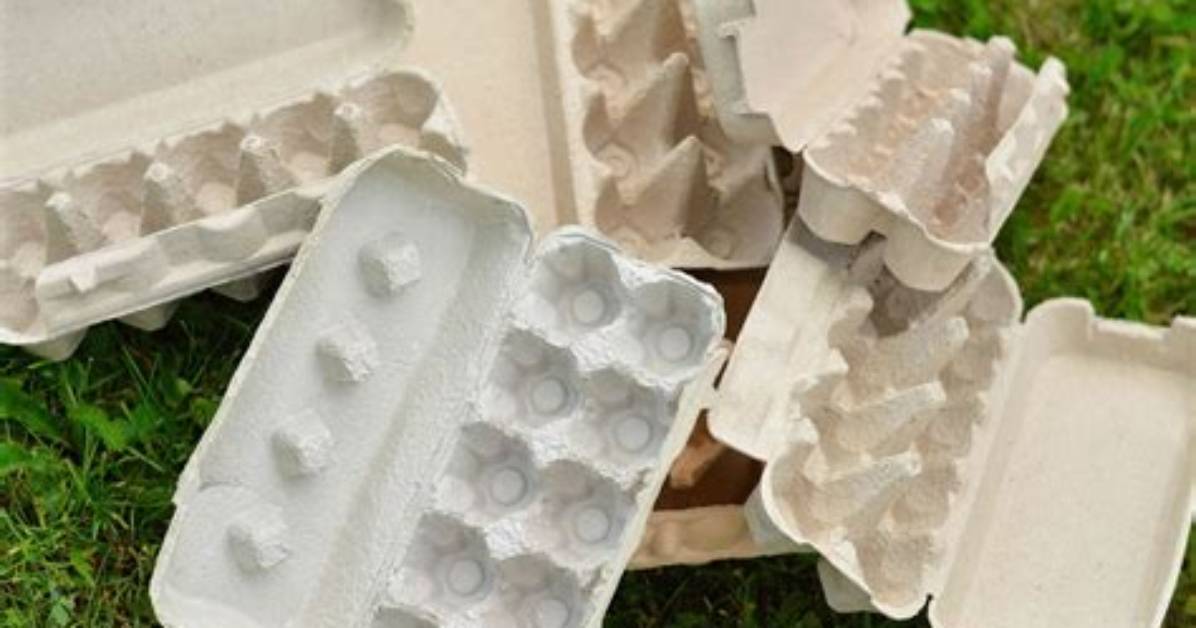 Are Egg Cartons Compostable