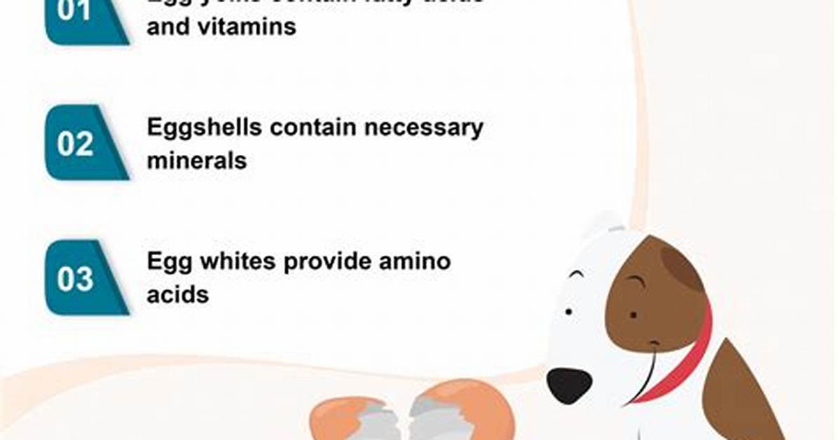 Are Eggs Good for Dogs?
