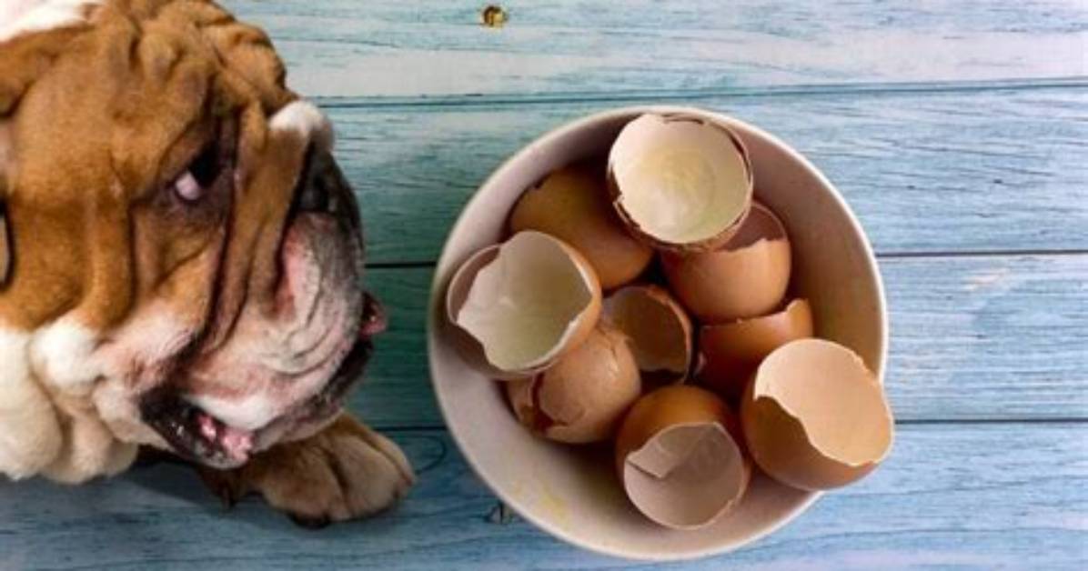Are Eggshells Good for Dogs?
