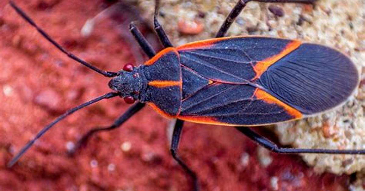 Are Elder Bugs Harmful