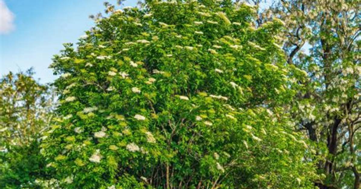 Are Elder Trees Toxic