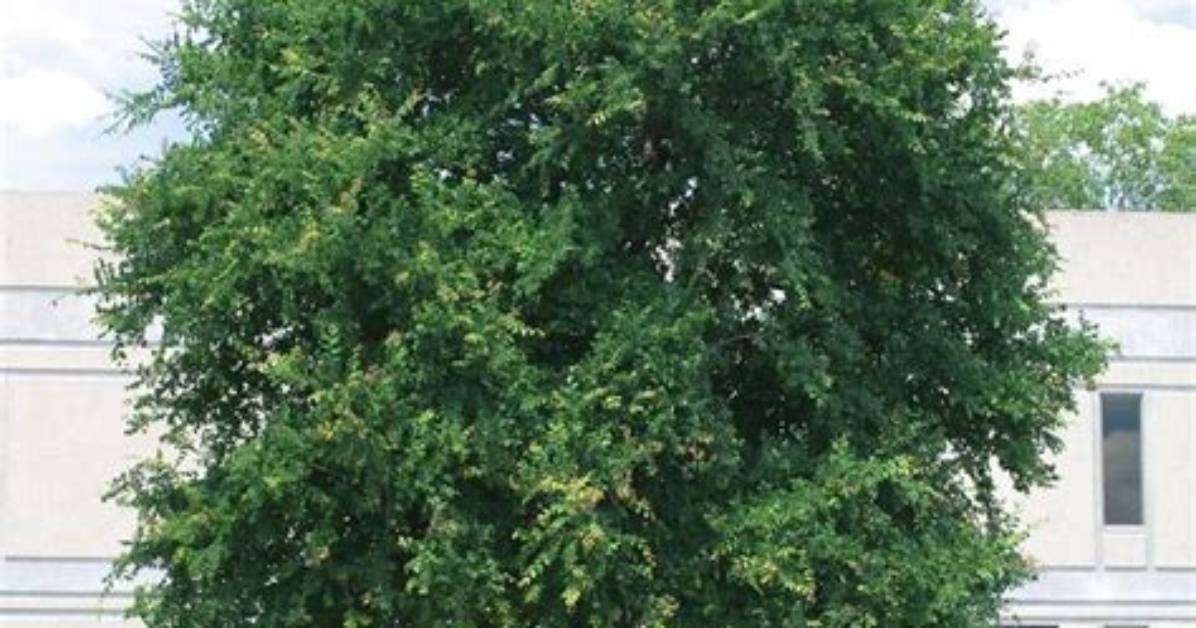 Are Elm Trees Good