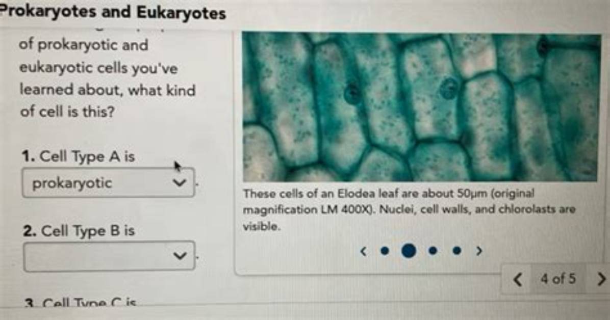 Are Elodea Prokaryotic or Eukaryotic?