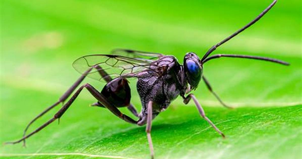 Are Ensign Wasps Dangerous?