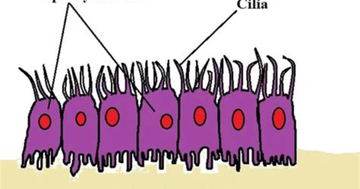 Are Ependymal Cells Ciliated?