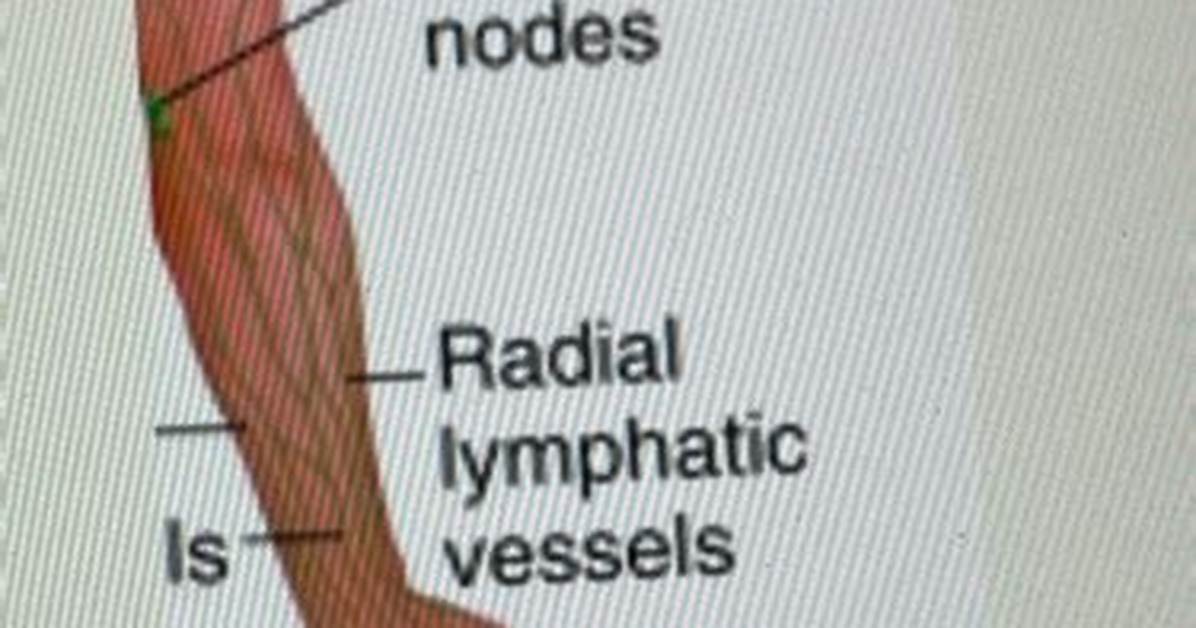 Are Epitrochlear Nodes Palpable