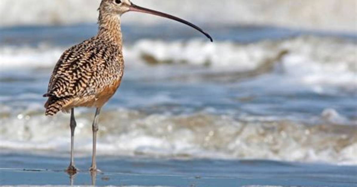 Are Eskimo Curlew Extinct?