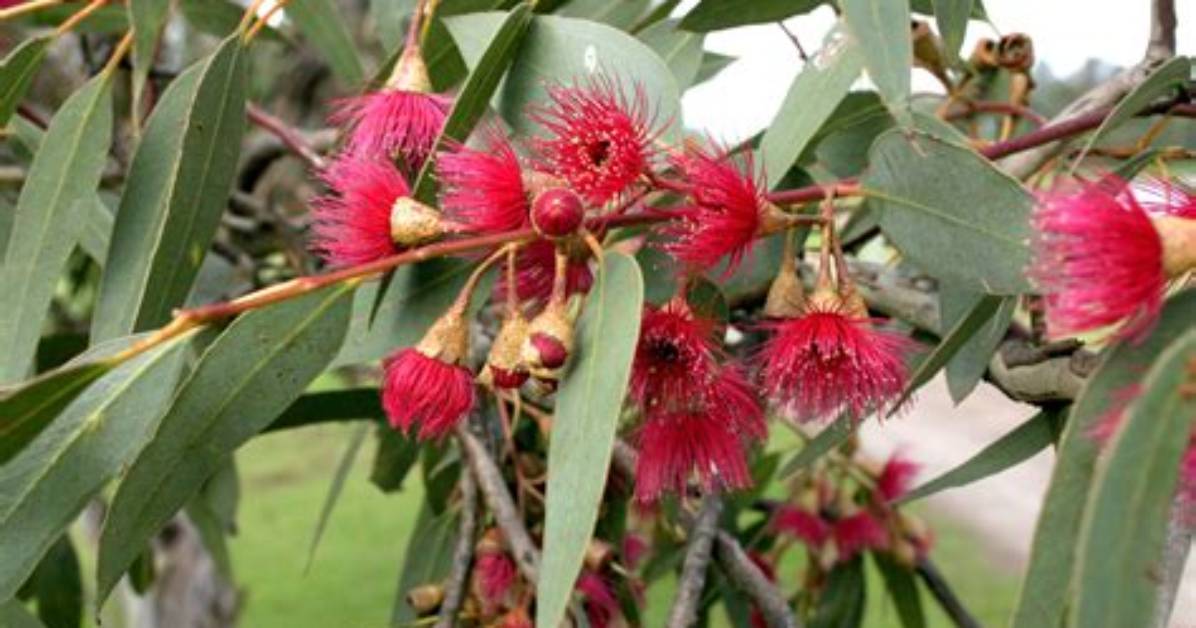 Are Eucalyptus Native to Australia?