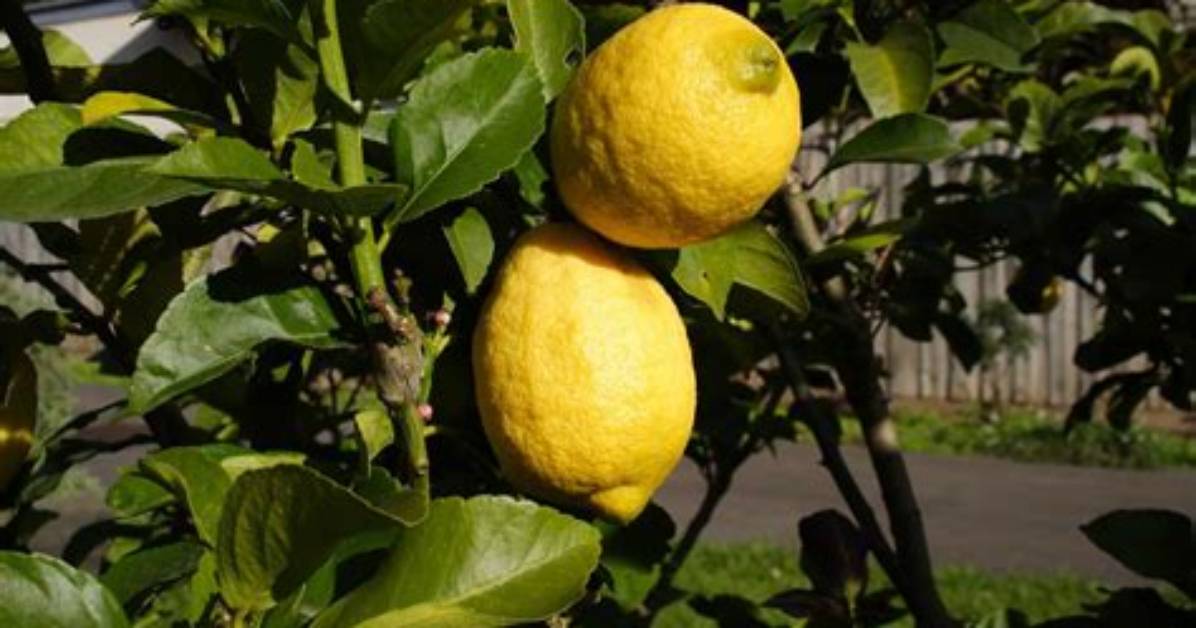 Are Eureka Lemons Sour