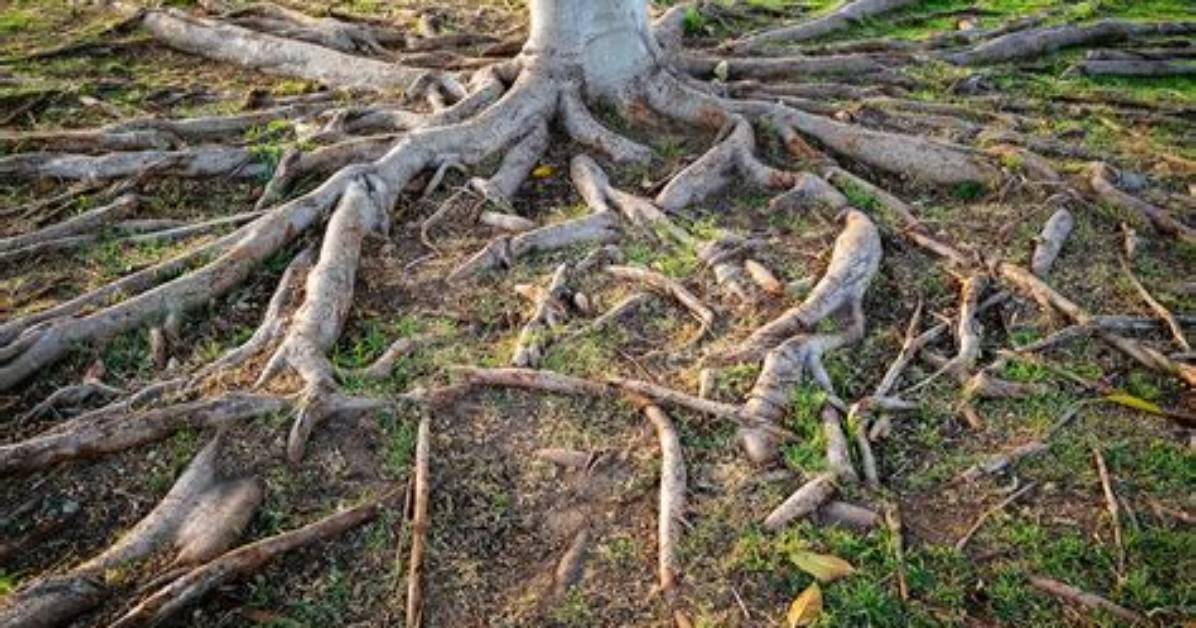 Are Exposed Tree Roots Bad?