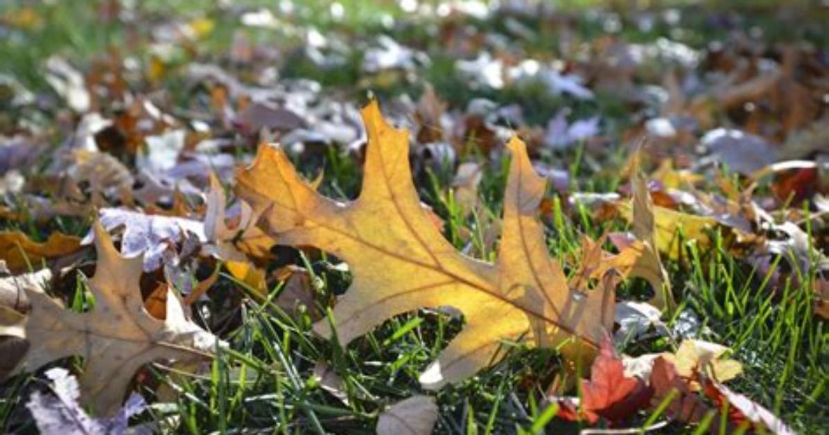 Are Fallen Leaves Alive