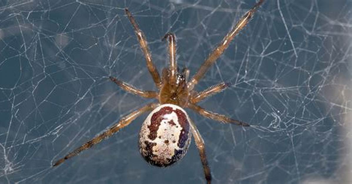 Are False Widows Dangerous?