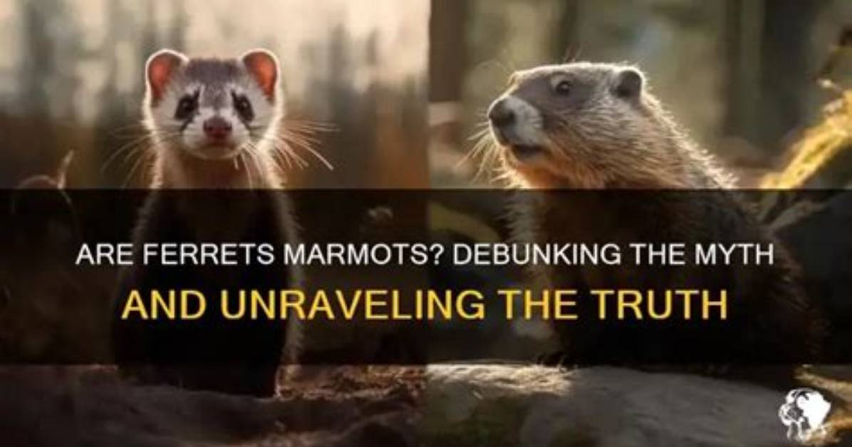 Are Ferrets Marmots