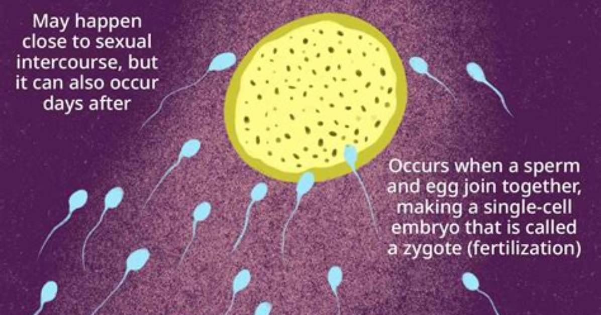 Are Fertilization and Conception Same?