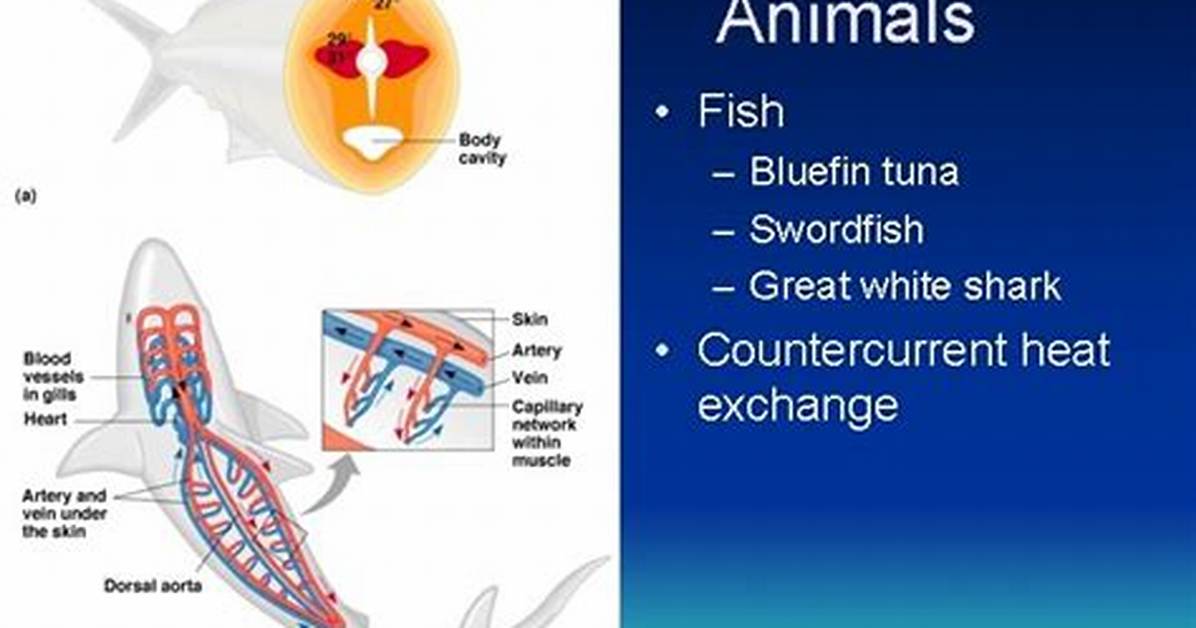 Are Fish Endothermic
