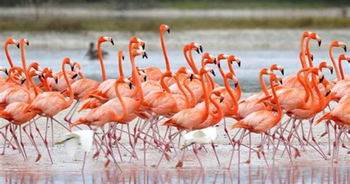 Are Flamingos Violent