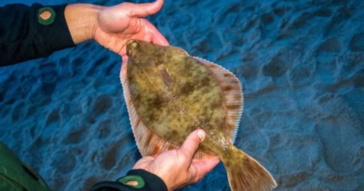 Are Flat Fish Born Flat?