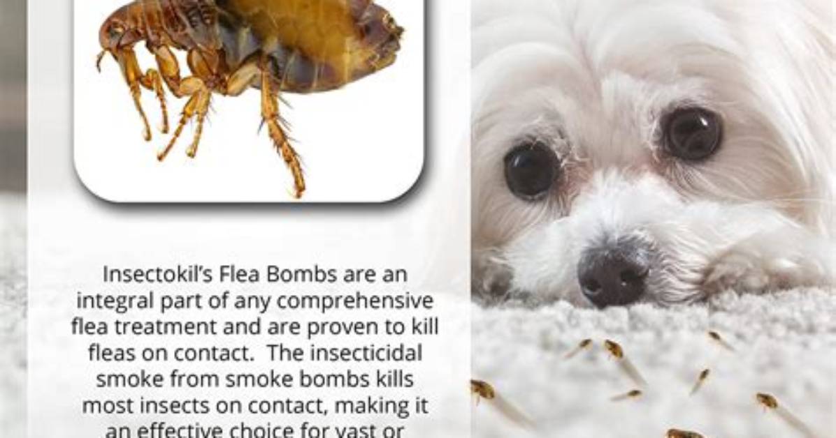 Are Flea Foggers Effective