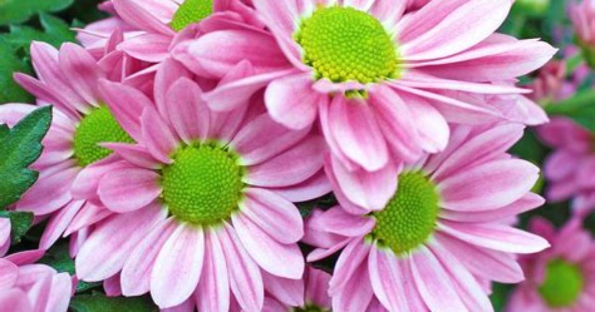 Are Fleurette Mums Perennials?