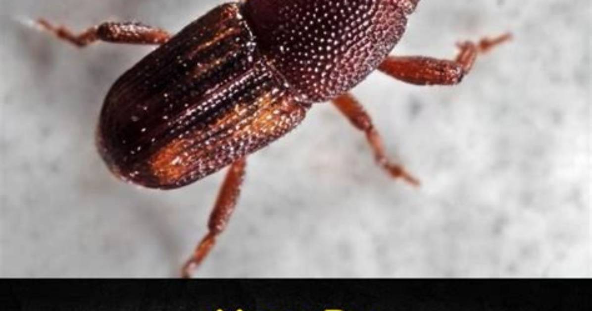 Are Flour Weevils Edible