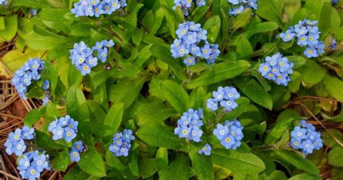 Are Forget Me Nots Invasive