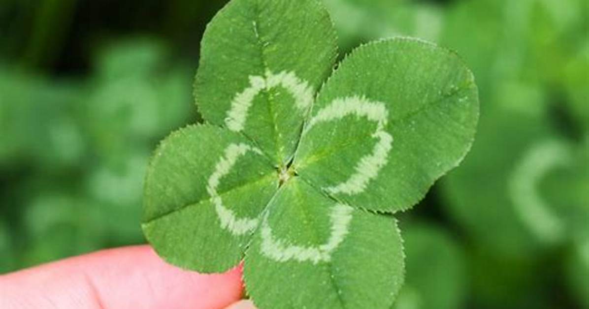 Are Four Leaf Clovers Valuable