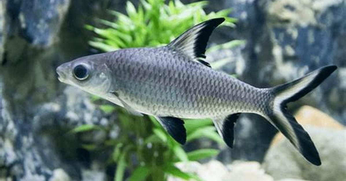 Are Freshwater Sharks Aggressive? | Contextresponse. Com