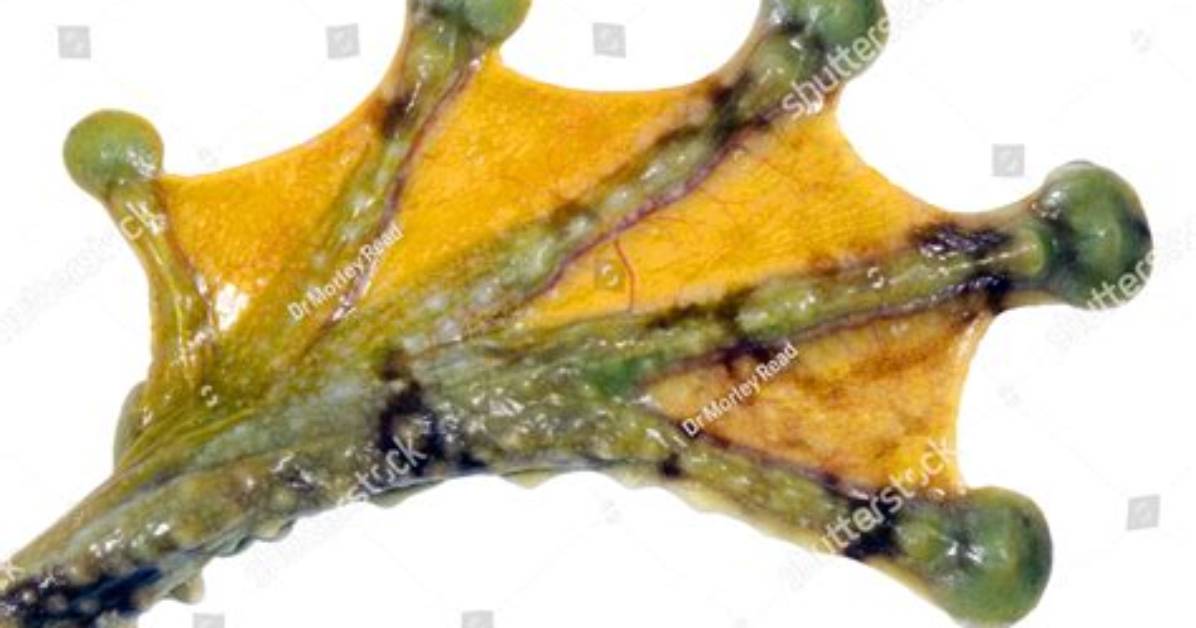 Are Frogs Toes Webbed?