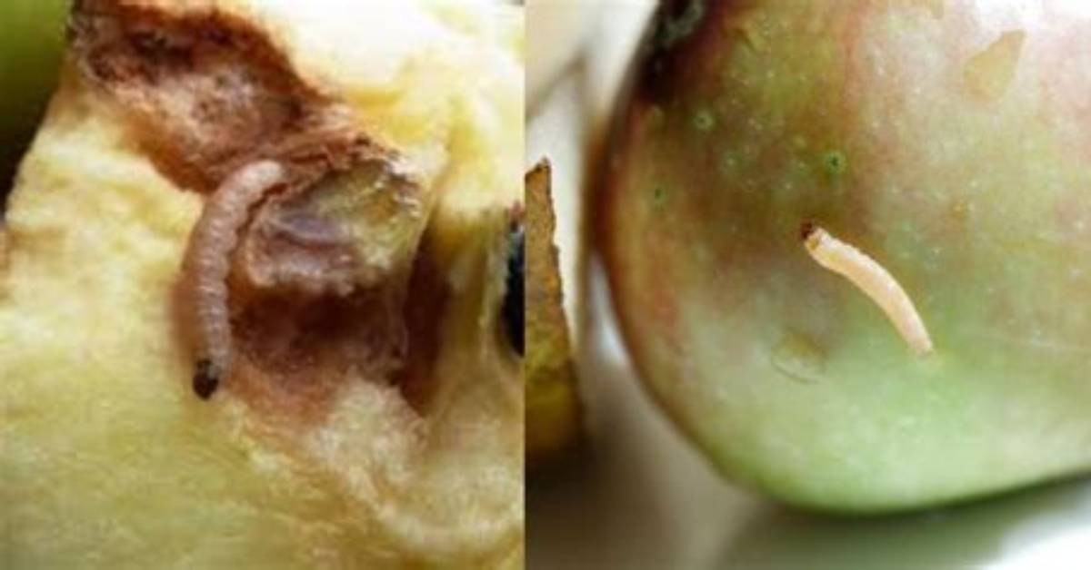 Are Fruit Worms Harmful