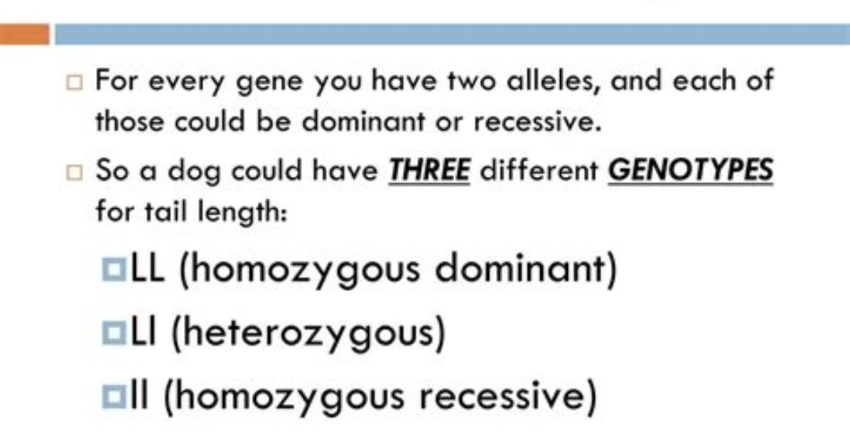 Are Genotypes Dominant or Recessive?