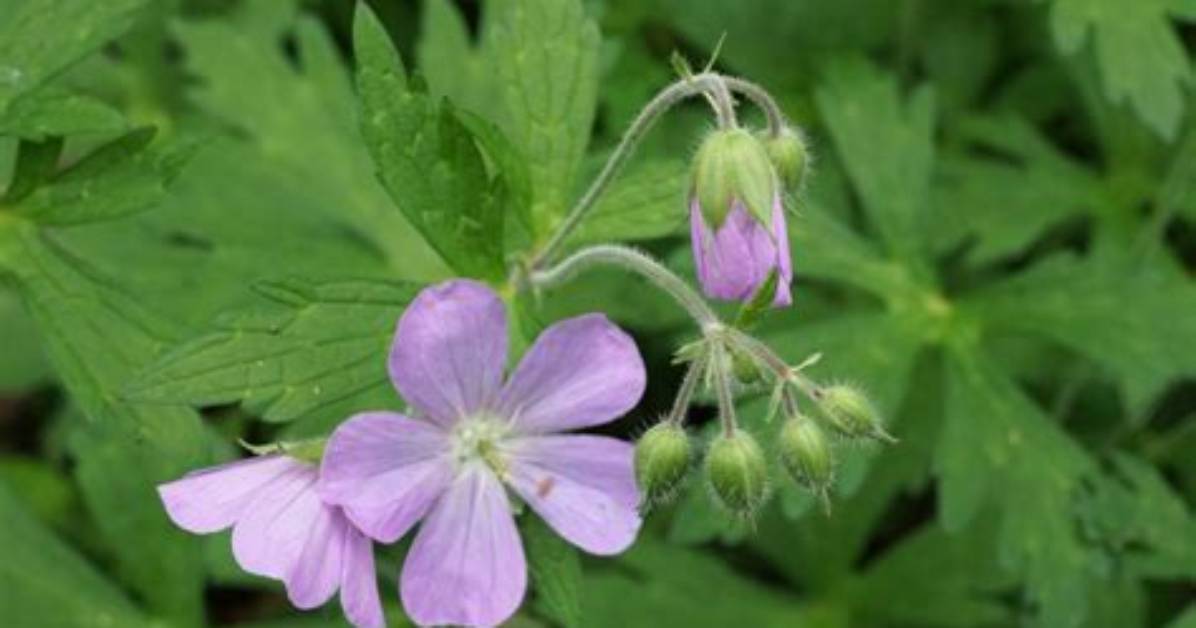 Are Geraniums Native