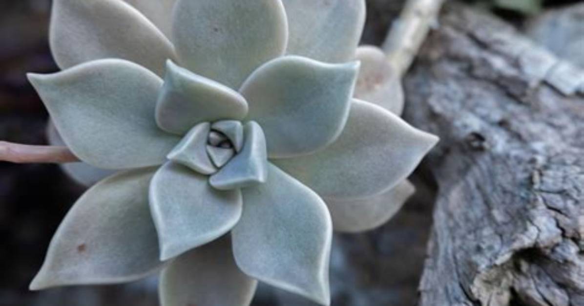 Are Ghost Plants Rare