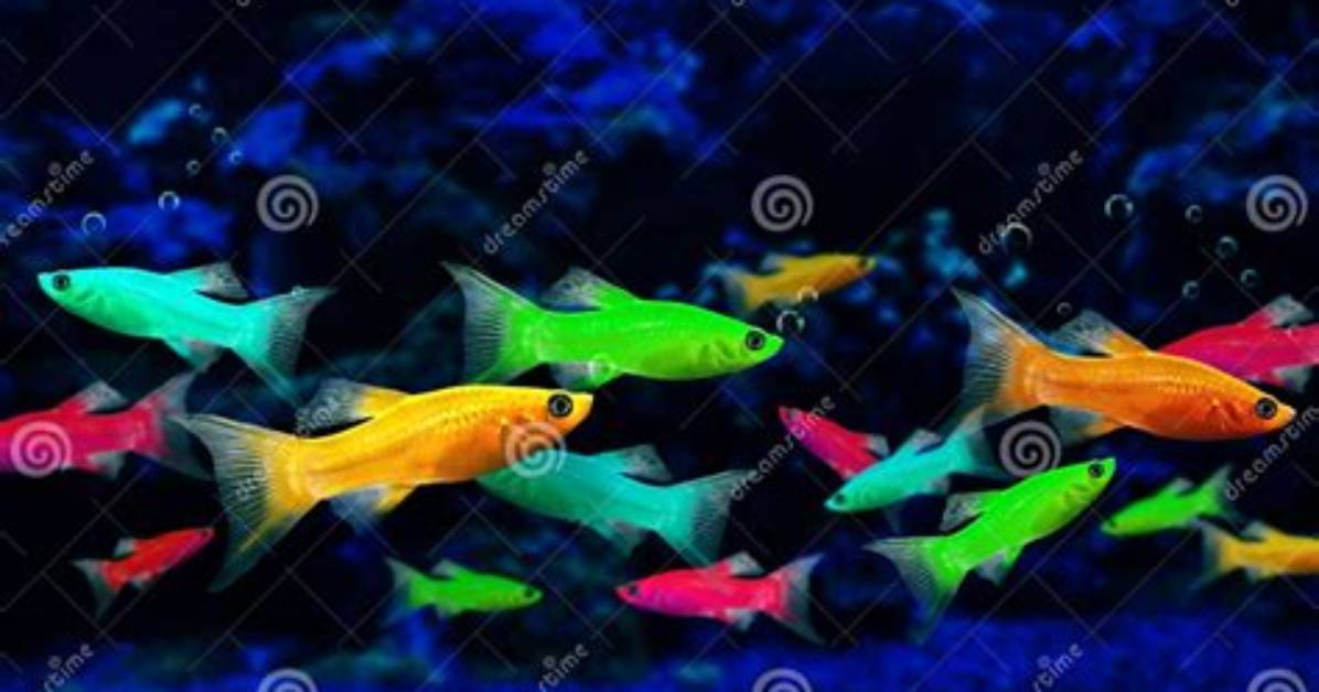 Are Glofish Genetically Engineered