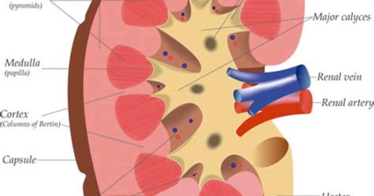 Are Glomeruli Located in the Renal Cortex?