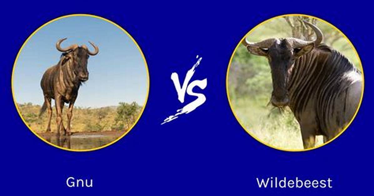 Are Gnus and Wildebeest the Same?