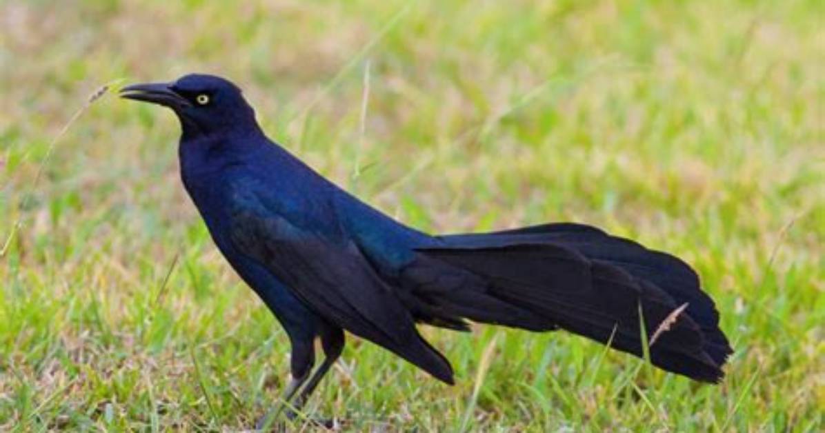 Are Grackles Protected in Texas?