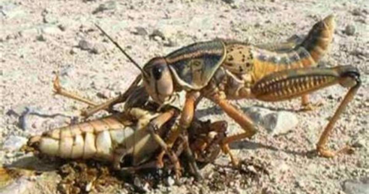 Are Grasshoppers Cannibals