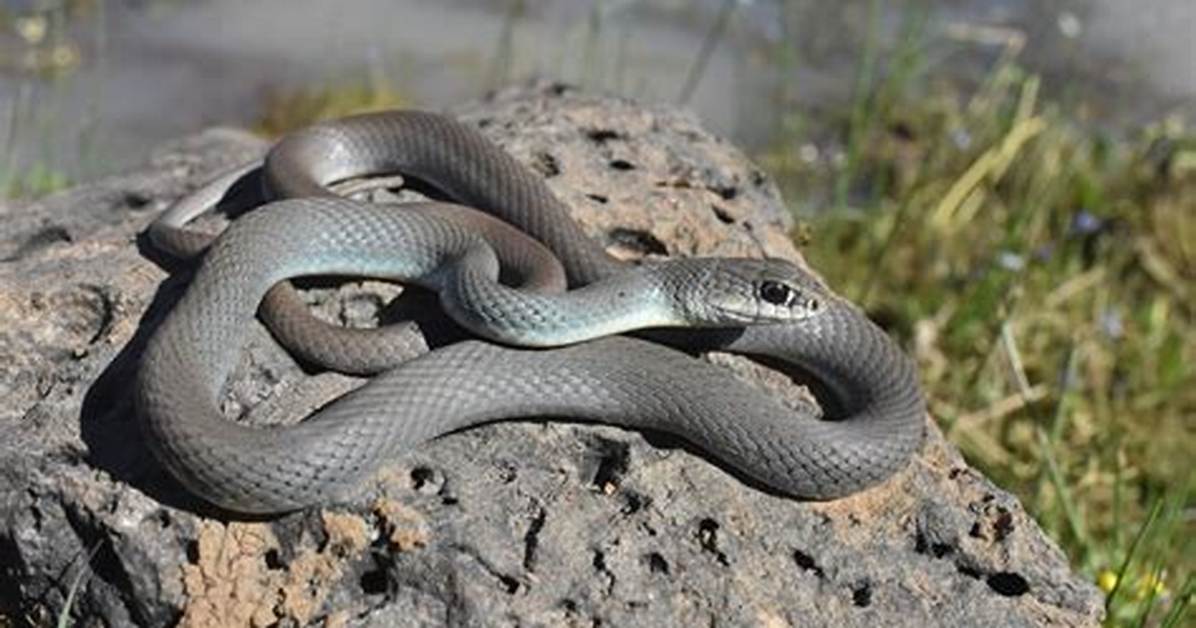 Are Gray Snakes Dangerous?