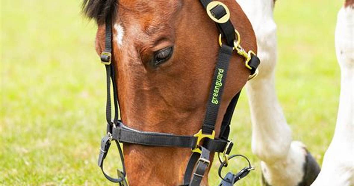 Are Grazing Muzzles Effective?