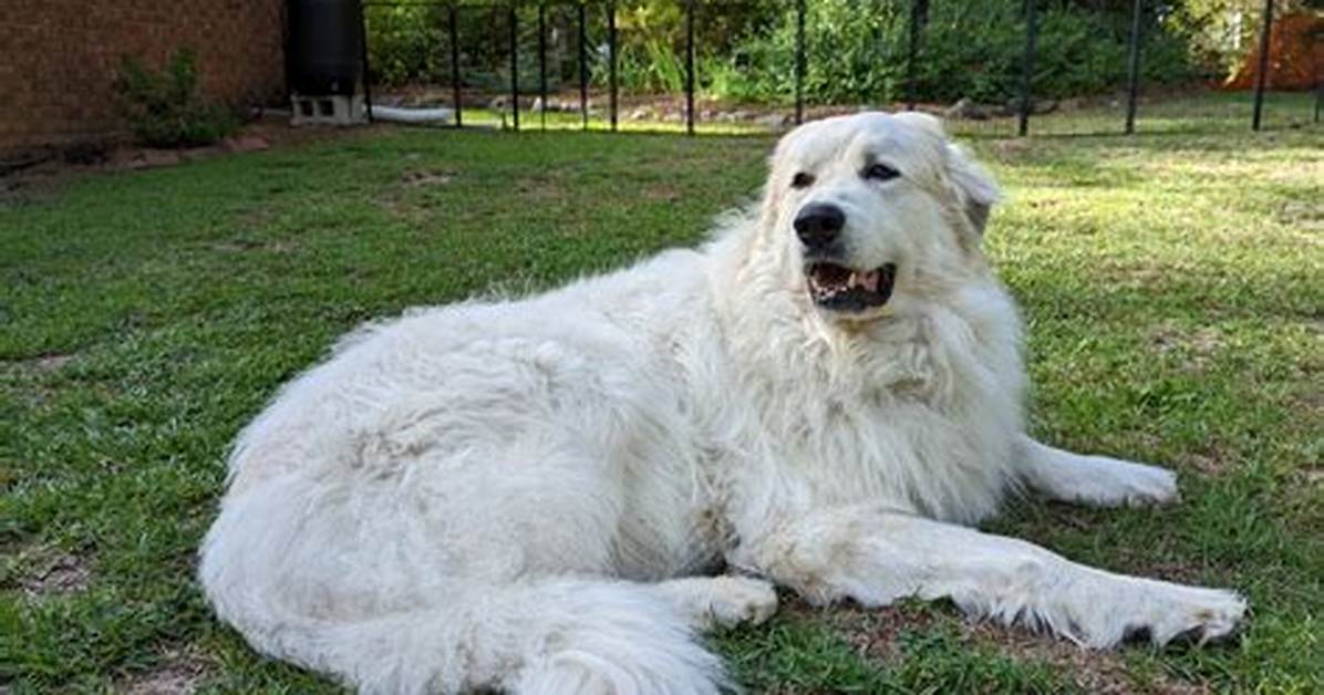 Are Great Pyrenees Aggressive?