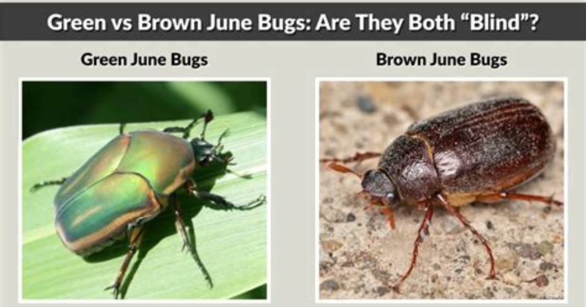 Are Green June Bugs Blind?