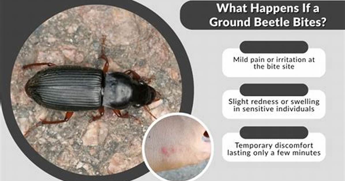 Are Ground Beetles Harmful?